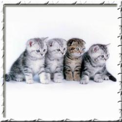 Британские и шотландские котята из питомника кошек «Silver Sharm» с опытом разведения кошек около 20 лет!
