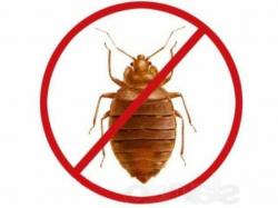 Потравить  насекомых в Москве и московской области. Потравить  насекомых в Москве и московской области.