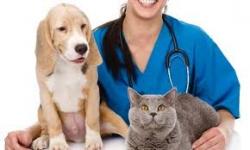 Ветеринарная помощь онлайн