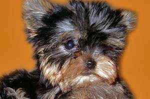 Йоркширский терьер, Померанский шпиц  Йоркширский терьер, Померанский шпиц