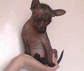 Китайская Хохлатая  Китайская Хохлатая