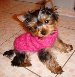 щинки йоркширского терьера  щинки йоркширского терьера