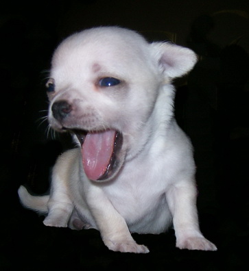 щенки чихуахуа  щенки чихуахуа