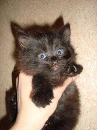 отдам в хорошие руки отдам в хорошие руки