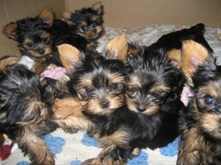 Очаровательные щенки йоркширского терьерв  Очаровательные щенки йоркширского терьерв