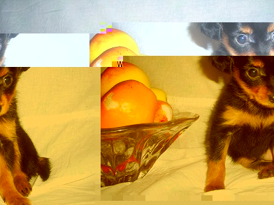 Продаётся щенок русского той-терьера  Продаётся щенок русского той-терьера