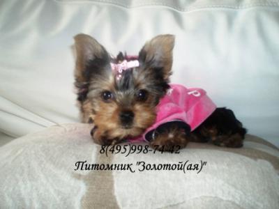 Йоркширский терьер, Бивер Йорк, Мальтезе Щенки Мини и Стандарт  Йоркширский терьер, Бивер Йорк, Мальтезе Щенки Мини и Стандарт