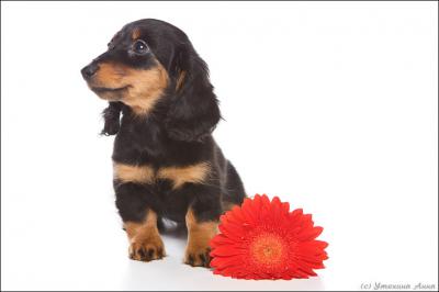 миниатюрная д/ш такса  миниатюрная д/ш такса