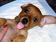 Такса кроличья  Такса кроличья