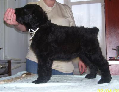 Черного терьера щенки  Черного терьера щенки