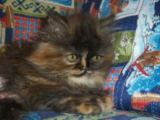 Персидские котята  Персидские котята