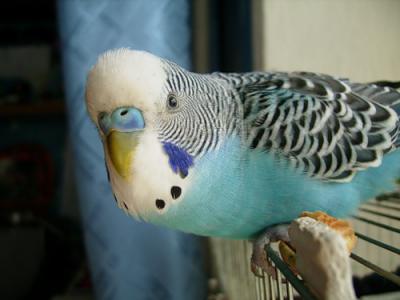 Продам волнистого говорящего попугая  Продам волнистого говорящего попугая