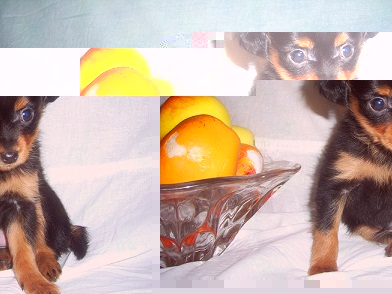 Продаётся щенок русского той-терьера  Продаётся щенок русского той-терьера