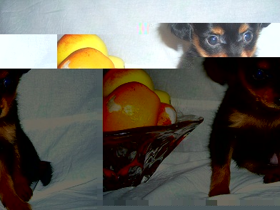 Продаётся щенок русского той-терьера  Продаётся щенок русского той-терьера