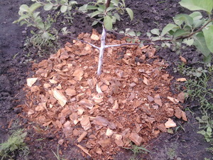 продам кору сосны продам кору сосны