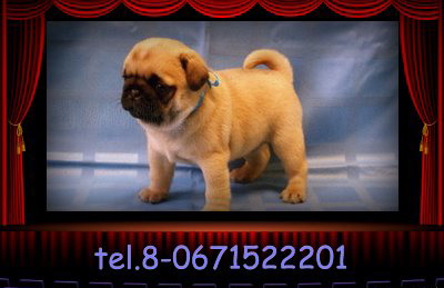 Мопс щенки  Мопс щенки