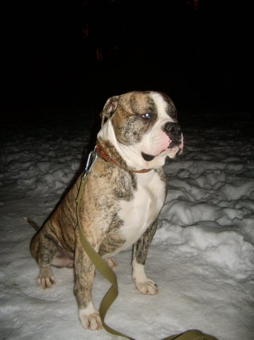 Американский бульдог ищет невесту  Американский бульдог ищет невесту