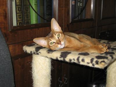 Абиссинские грации  Абиссинские грации