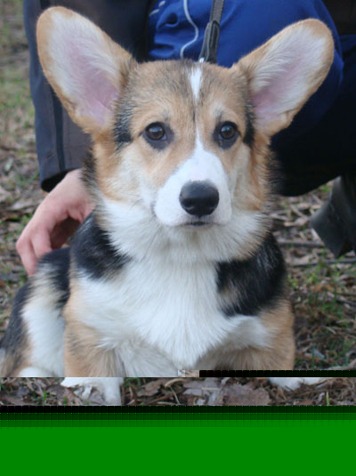 вельш корги пемброк  вельш корги пемброк