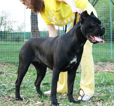 Щенок Кане корсо  Щенок Кане корсо