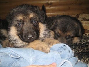 Щенок немецкой овчарки  Щенок немецкой овчарки